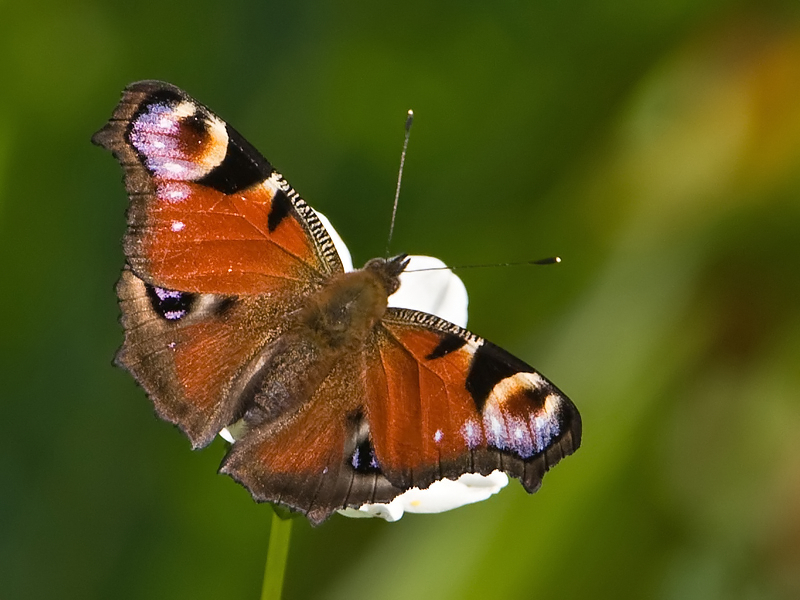 Inachis io Dagpauwoog Peacock butterfly